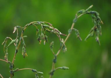 Fotografia da espécie Lactuca virosa