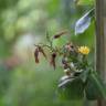 Fotografia 3 da espécie Lactuca virosa do Jardim Botânico UTAD