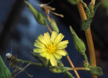 Fotografia da espécie Lactuca virosa