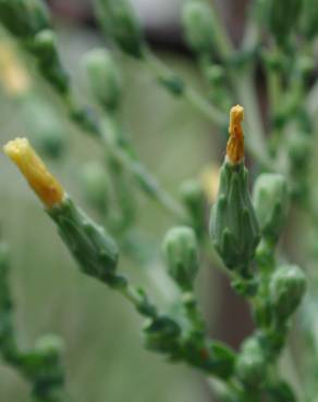 Fotografia 1 da espécie Lactuca virosa no Jardim Botânico UTAD