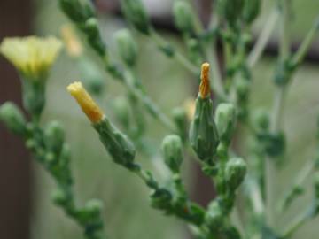 Fotografia da espécie Lactuca virosa