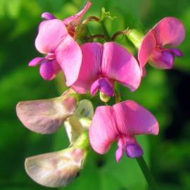 Fotografia da espécie Lathyrus latifolius