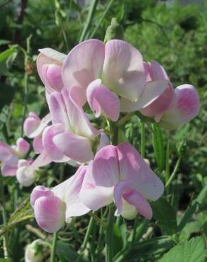 Fotografia 4 da espécie Lathyrus latifolius no Jardim Botânico UTAD