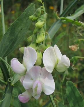 Fotografia 5 da espécie Lathyrus latifolius no Jardim Botânico UTAD