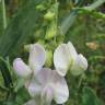 Fotografia 5 da espécie Lathyrus latifolius do Jardim Botânico UTAD