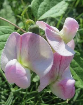 Fotografia 6 da espécie Lathyrus latifolius no Jardim Botânico UTAD