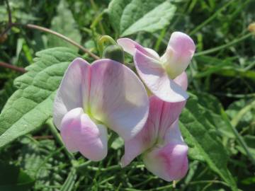 Fotografia da espécie Lathyrus latifolius