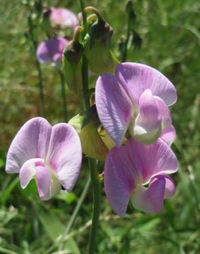 Fotografia 7 da espécie Lathyrus latifolius no Jardim Botânico UTAD