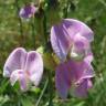 Fotografia 7 da espécie Lathyrus latifolius do Jardim Botânico UTAD