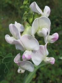 Fotografia da espécie Lathyrus latifolius