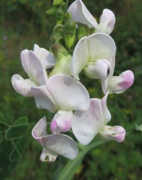 Fotografia 8 da espécie Lathyrus latifolius no Jardim Botânico UTAD