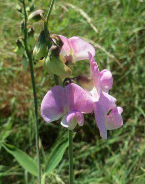 Fotografia 9 da espécie Lathyrus latifolius no Jardim Botânico UTAD