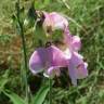 Fotografia 9 da espécie Lathyrus latifolius do Jardim Botânico UTAD