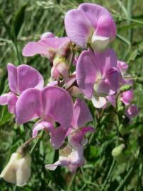 Fotografia da espécie Lathyrus latifolius