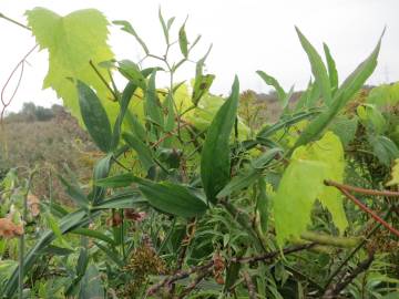 Fotografia da espécie Lathyrus latifolius