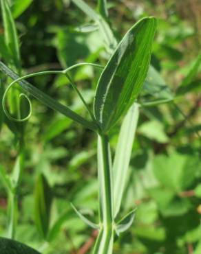 Fotografia 13 da espécie Lathyrus latifolius no Jardim Botânico UTAD