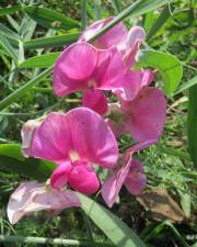 Fotografia da espécie Lathyrus latifolius