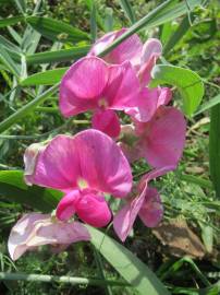 Fotografia da espécie Lathyrus latifolius