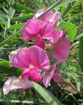 Fotografia 1 da espécie Lathyrus latifolius no Jardim Botânico UTAD