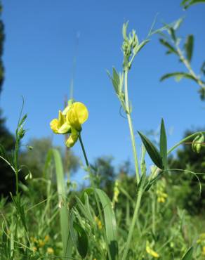 Fotografia 3 da espécie Lathyrus pratensis no Jardim Botânico UTAD