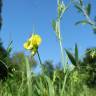 Fotografia 3 da espécie Lathyrus pratensis do Jardim Botânico UTAD