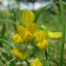 Fotografia 4 da espécie Lathyrus pratensis do Jardim Botânico UTAD