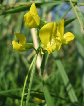 Fotografia 5 da espécie Lathyrus pratensis no Jardim Botânico UTAD