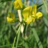 Fotografia 5 da espécie Lathyrus pratensis do Jardim Botânico UTAD