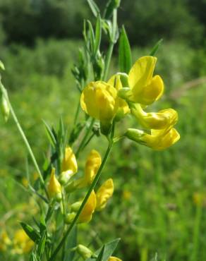 Fotografia 6 da espécie Lathyrus pratensis no Jardim Botânico UTAD