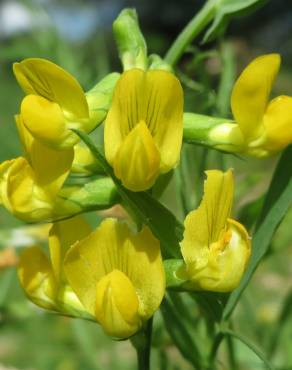 Fotografia 7 da espécie Lathyrus pratensis no Jardim Botânico UTAD