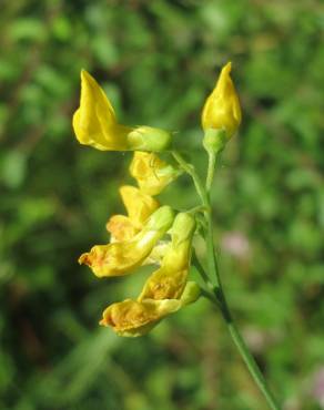 Fotografia 8 da espécie Lathyrus pratensis no Jardim Botânico UTAD