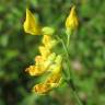 Fotografia 8 da espécie Lathyrus pratensis do Jardim Botânico UTAD