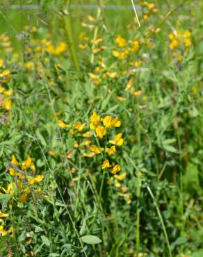 Fotografia 10 da espécie Lathyrus pratensis no Jardim Botânico UTAD