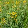 Fotografia 10 da espécie Lathyrus pratensis do Jardim Botânico UTAD