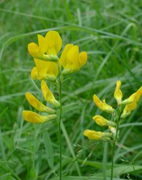 Fotografia 11 da espécie Lathyrus pratensis no Jardim Botânico UTAD