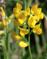 Fotografia da espécie Lathyrus pratensis