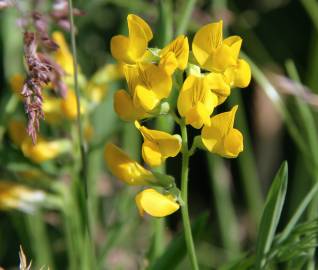 Fotografia da espécie Lathyrus pratensis