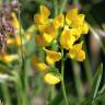 Fotografia 1 da espécie Lathyrus pratensis do Jardim Botânico UTAD