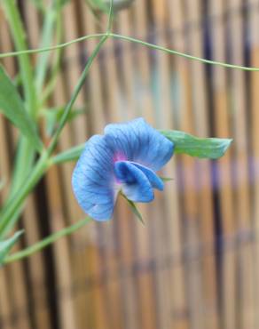 Fotografia 3 da espécie Lathyrus sativus no Jardim Botânico UTAD