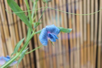 Fotografia da espécie Lathyrus sativus