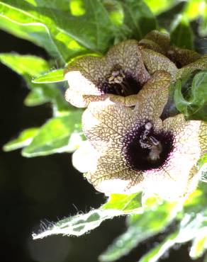 Fotografia 4 da espécie Hyoscyamus niger no Jardim Botânico UTAD