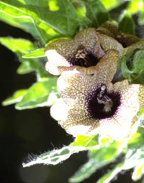 Fotografia 4 da espécie Hyoscyamus niger no Jardim Botânico UTAD