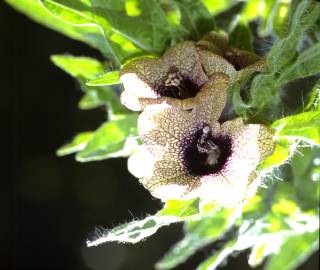 Fotografia da espécie Hyoscyamus niger