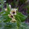 Fotografia 7 da espécie Hyoscyamus niger do Jardim Botânico UTAD