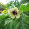 Fotografia 8 da espécie Hyoscyamus niger do Jardim Botânico UTAD