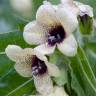 Fotografia 9 da espécie Hyoscyamus niger do Jardim Botânico UTAD