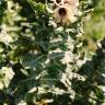 Fotografia 10 da espécie Hyoscyamus niger do Jardim Botânico UTAD