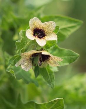 Fotografia 11 da espécie Hyoscyamus niger no Jardim Botânico UTAD