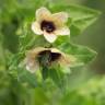 Fotografia 11 da espécie Hyoscyamus niger do Jardim Botânico UTAD