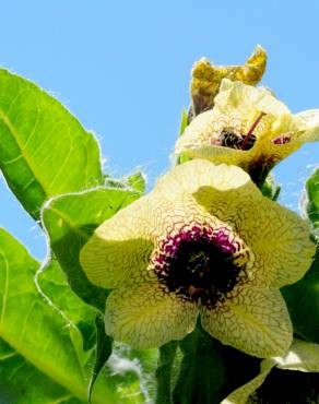 Fotografia 13 da espécie Hyoscyamus niger no Jardim Botânico UTAD